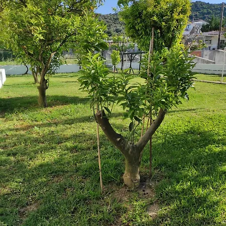 νέος πύργος Family